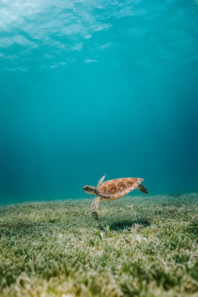 水体中的褐龟